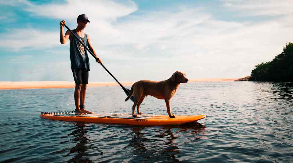 Hund auf Surfboard