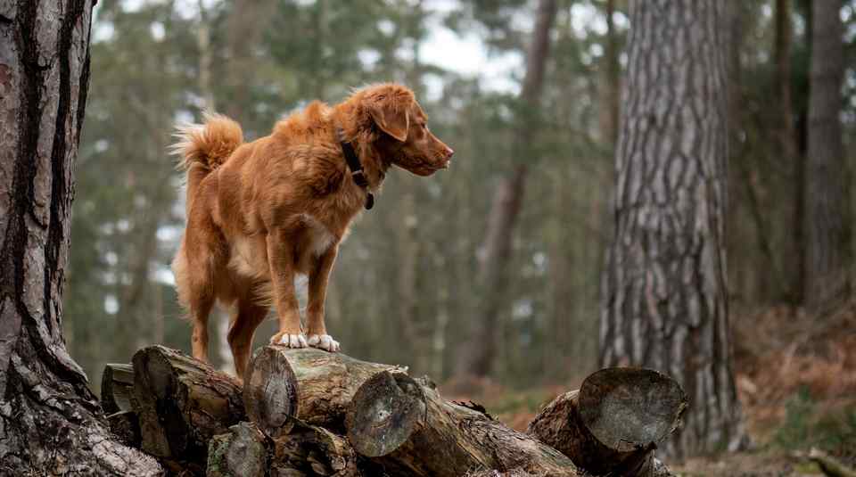 Hund im Wald