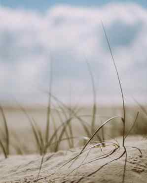 Wir entdecken das Leben in den Sanddünen